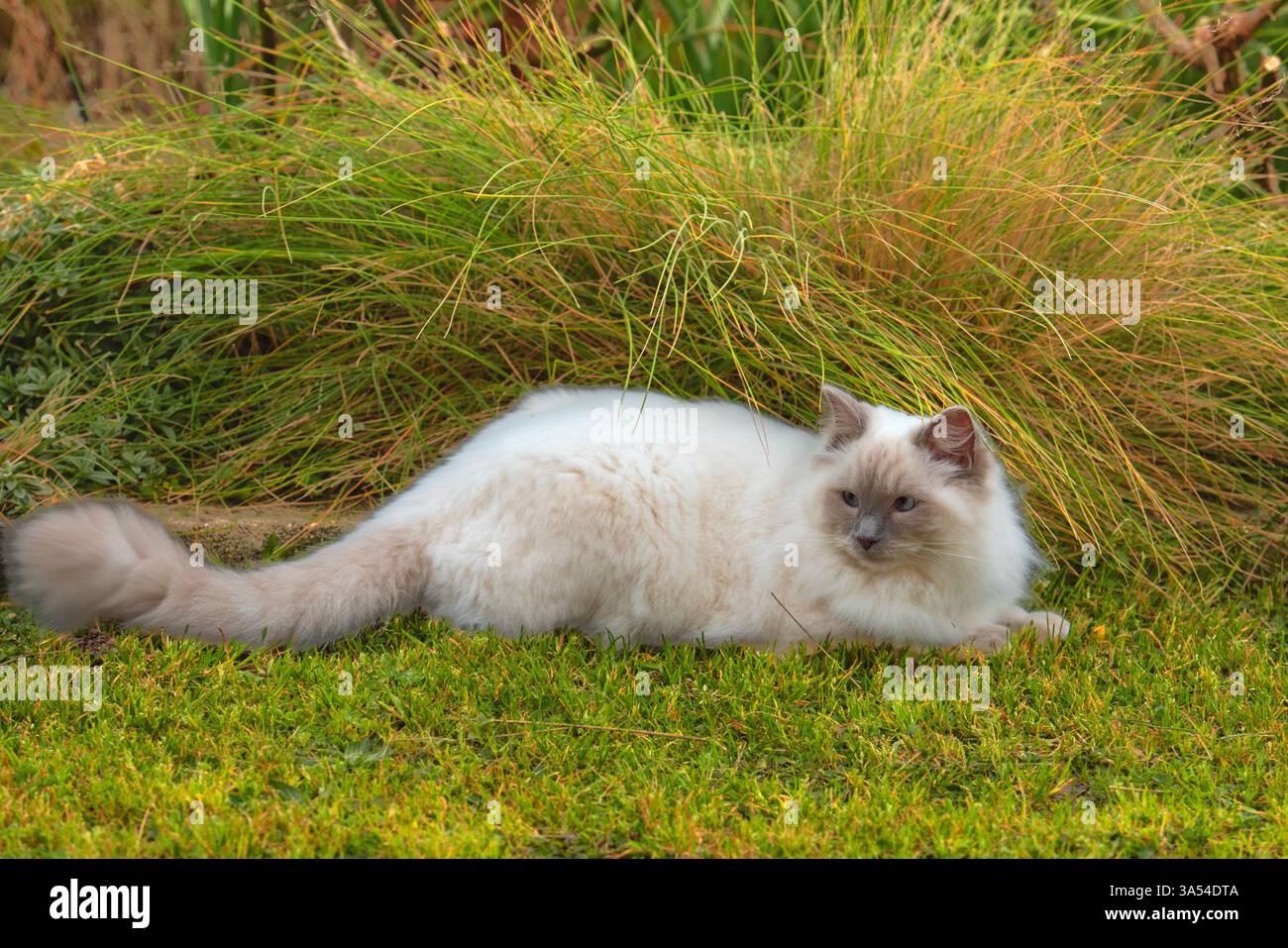Ragdoll Cat, Australien. Stockfoto