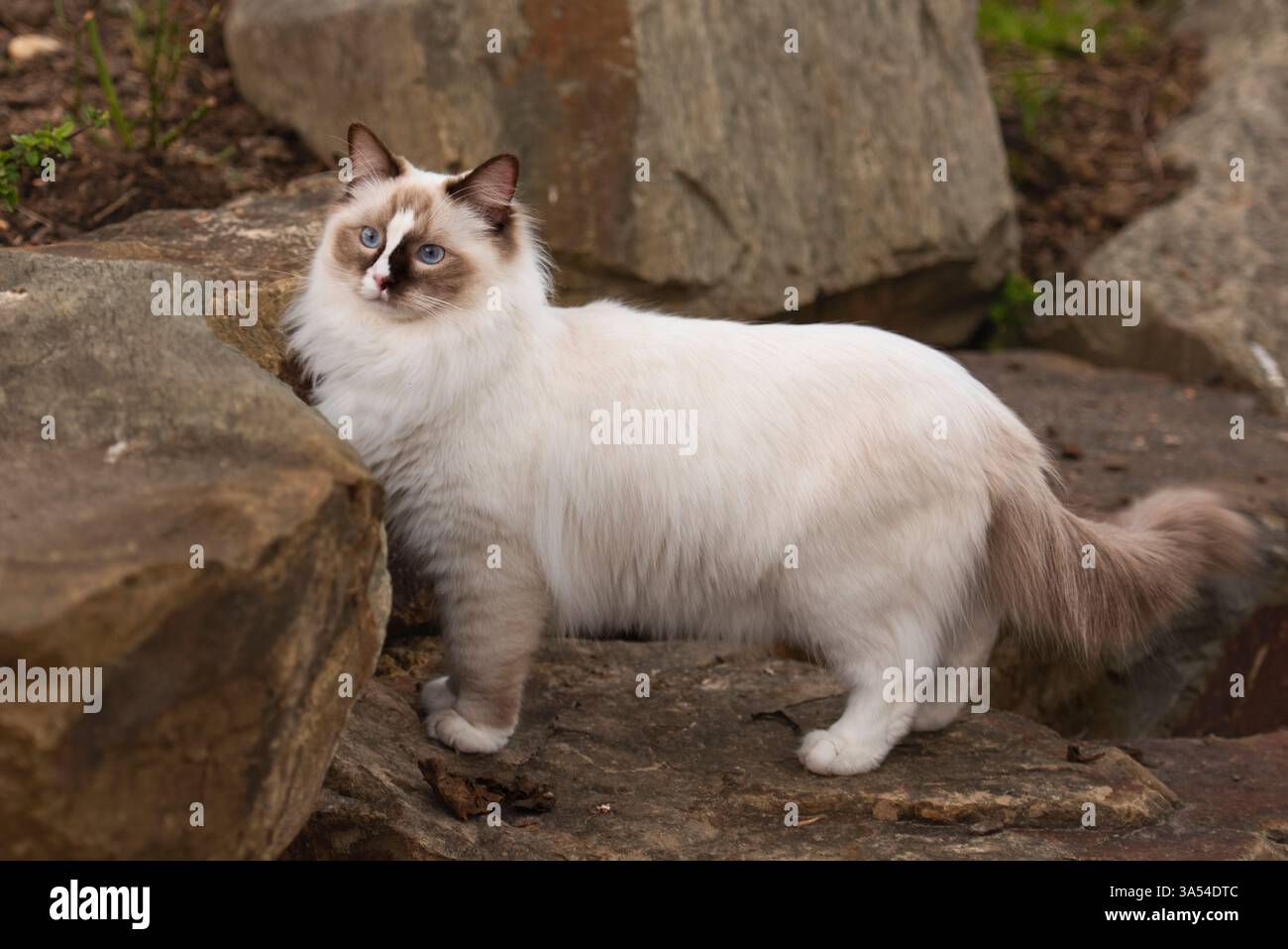 Ragdoll Cat, Australien. Stockfoto