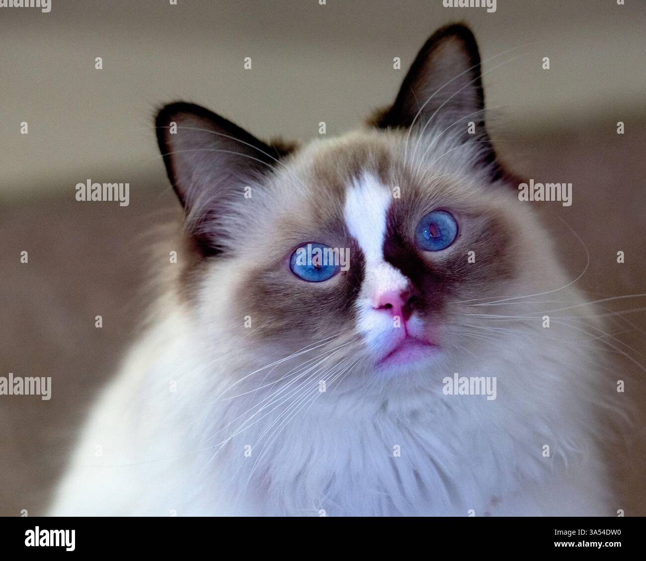 Ragdoll Cat, Australien. Stockfoto