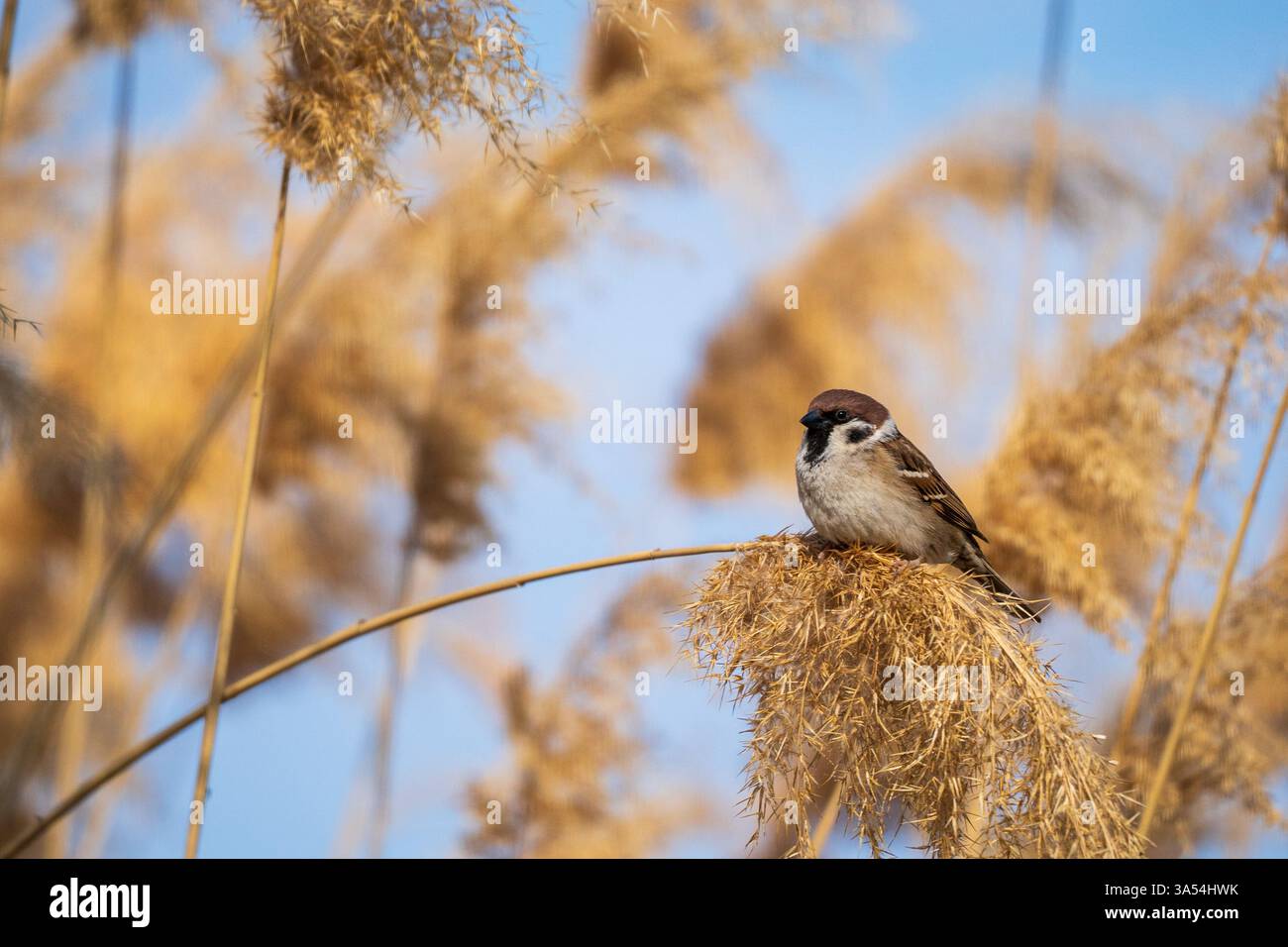 Sparrow's Pause – Harmonie in der Natur Stockfoto