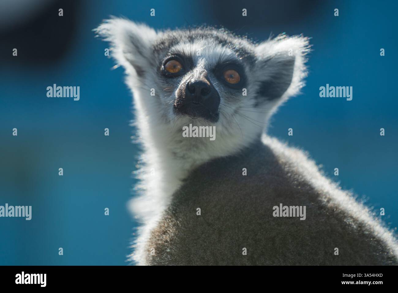Lemur Porträt an einem sonnigen Tag Stockfoto