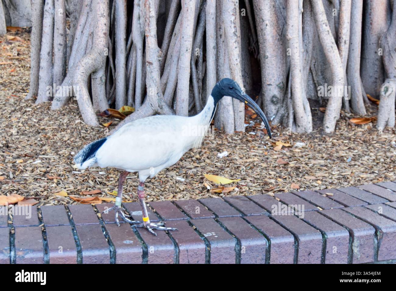 Black and White Australian Ibis wurde in Sydney erschossen Stockfoto