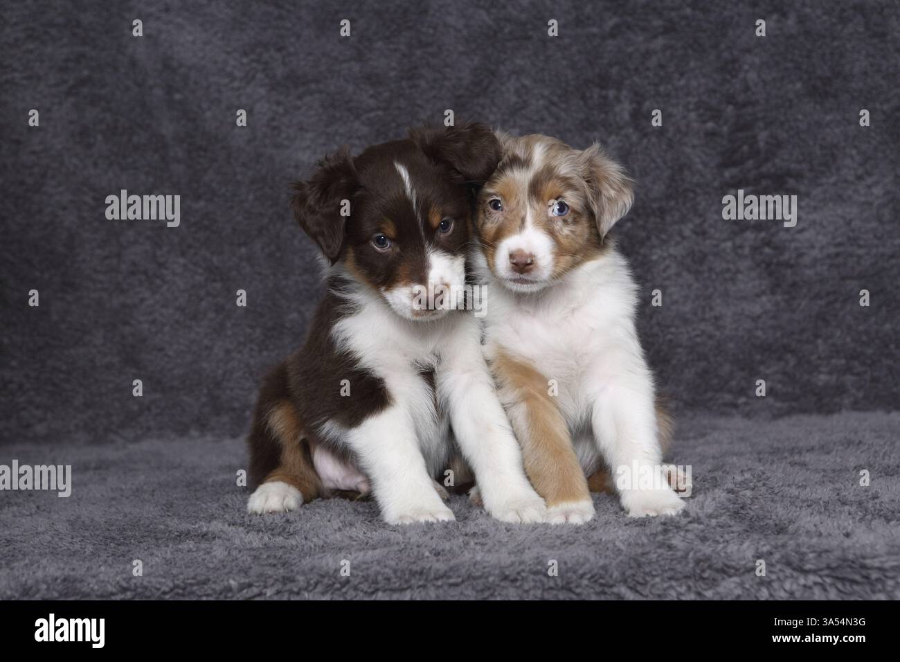 Australian Shepherd Welpen Stockfoto
