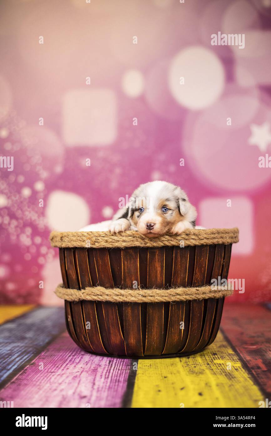 Australian Shepherd Welpen Stockfoto
