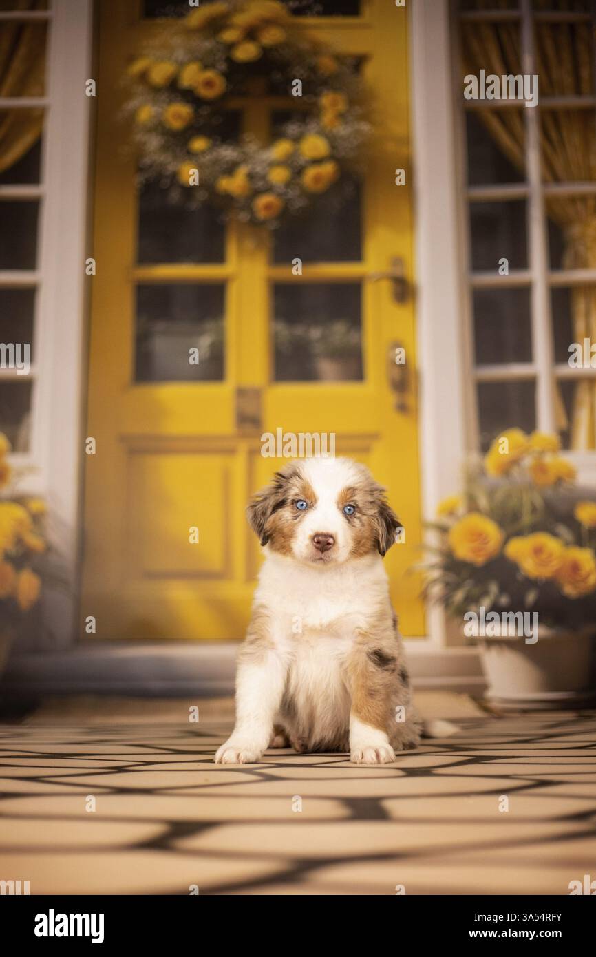 Australian Shepherd Welpen Stockfoto