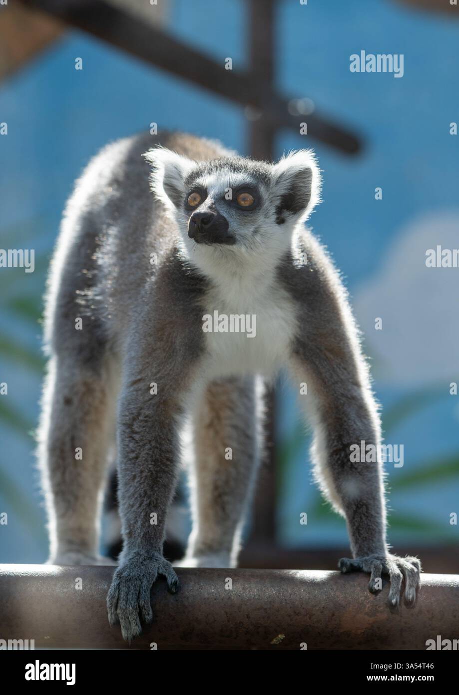Lemur Porträt an einem sonnigen Tag Stockfoto