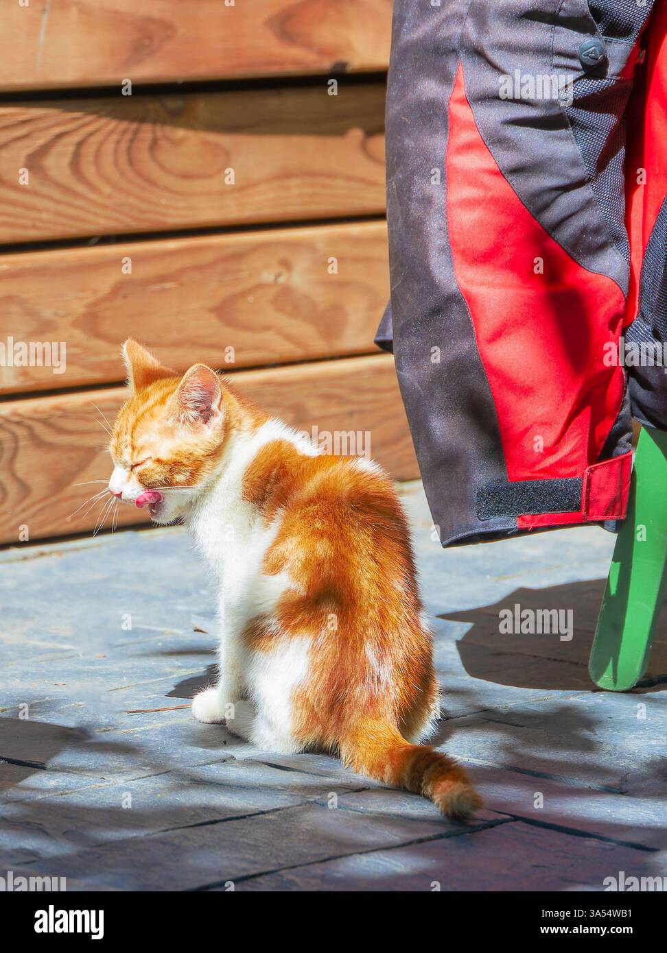 Eine Katze sitzt auf einem Ziegelboden neben einem Stuhl, an dem eine Jacke hängt. Die Katze gähnt Stockfoto