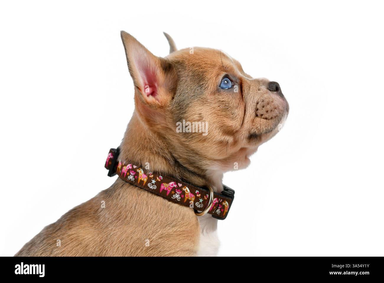 Seitenansicht eines Hundewelpen, der ein Hundehalsband vor weißem Atelierhintergrund modelliert Stockfoto