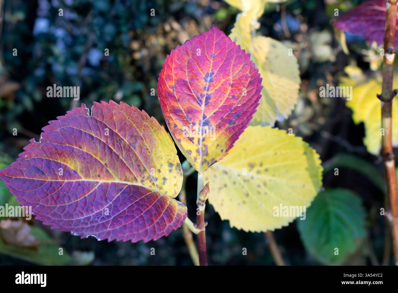 Nahaufnahme der Hortensie (Hortensie) Blätter im Herbst mit einer lebhaften Mischung aus violetten, roten und gelben Tönen. Das Bild erfasst den saisonalen Transit Stockfoto