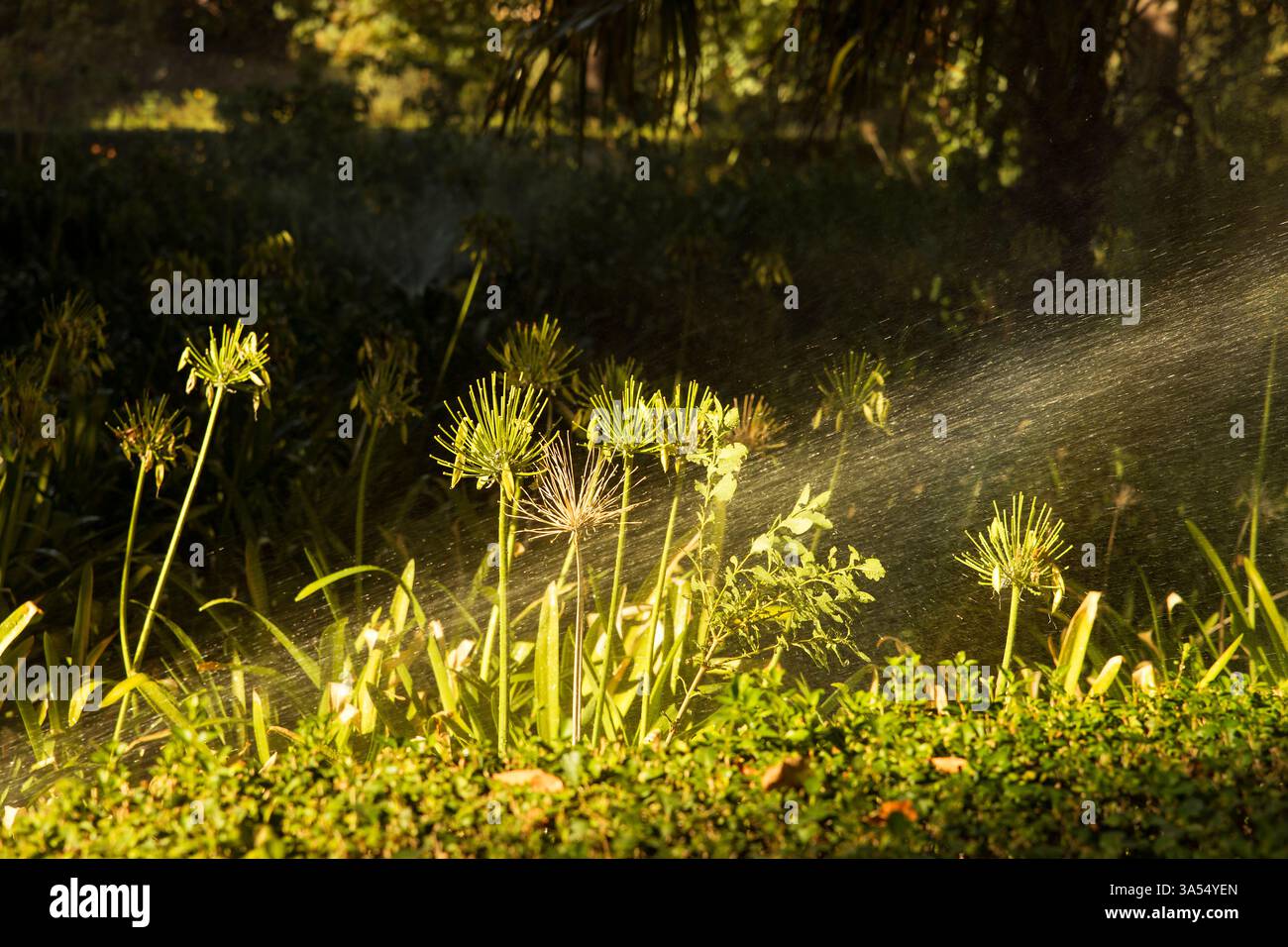 Ein automatisches Bewässerungssystem sprüht an sonnigen Tagen feine Wassertröpfchen über die üppige Vegetation eines Parks. Sonnenlicht verstärkt das schimmernde Wasser Stockfoto