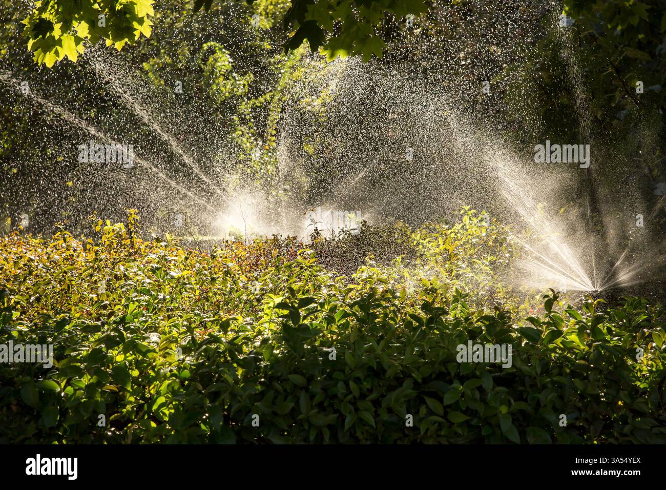 Ein automatisches Bewässerungssystem sprüht an sonnigen Tagen feine Wassertröpfchen über die üppige Vegetation eines Parks. Sonnenlicht verstärkt das glitzernde Wasser Stockfoto