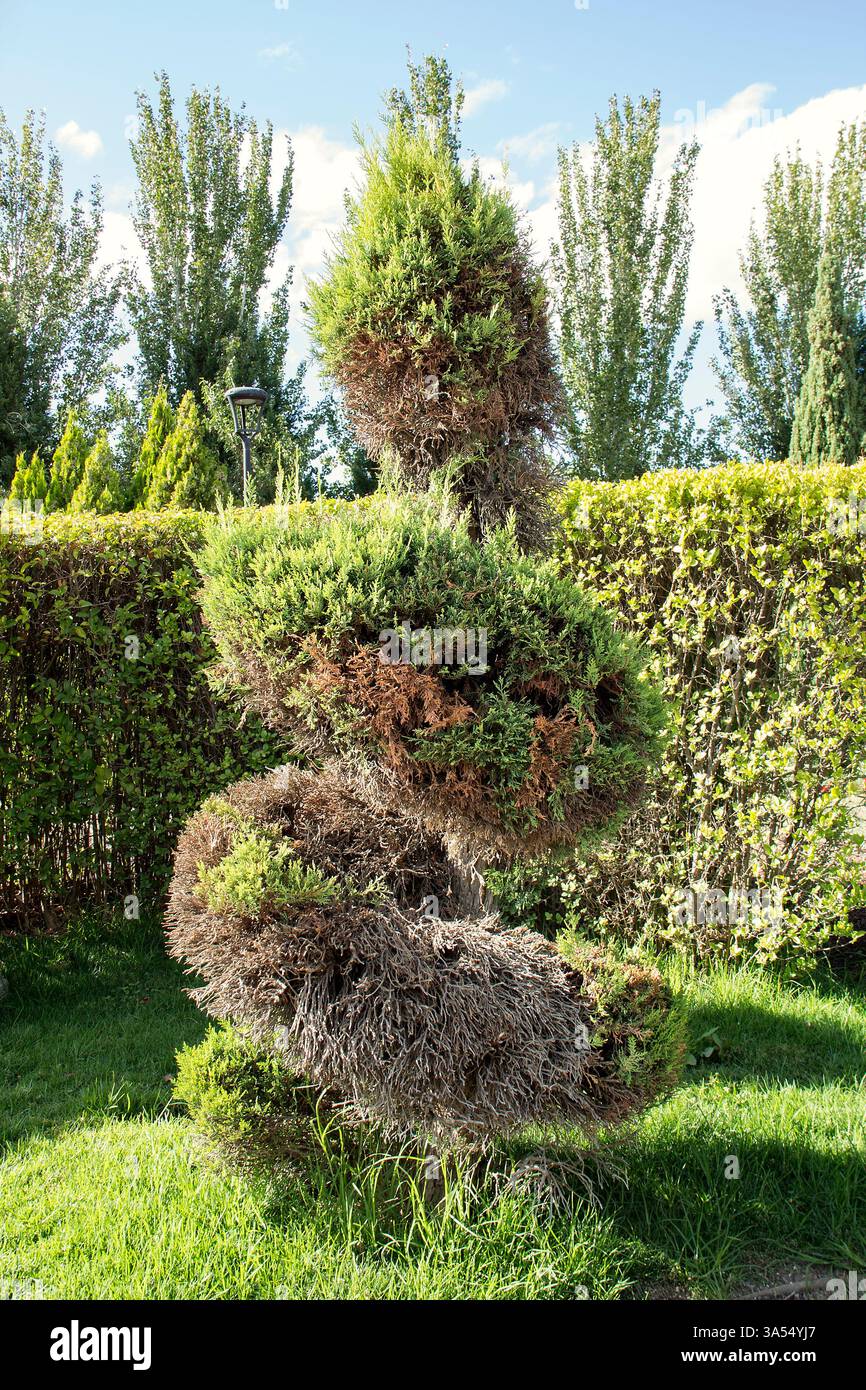 Ein spiralförmig geformter Zypressenbaum zeigt eine Mischung aus grünem Laub und trockenen Abschnitten. Sonnenlicht hebt den Kontrast zwischen dem lebenden und hervor Stockfoto