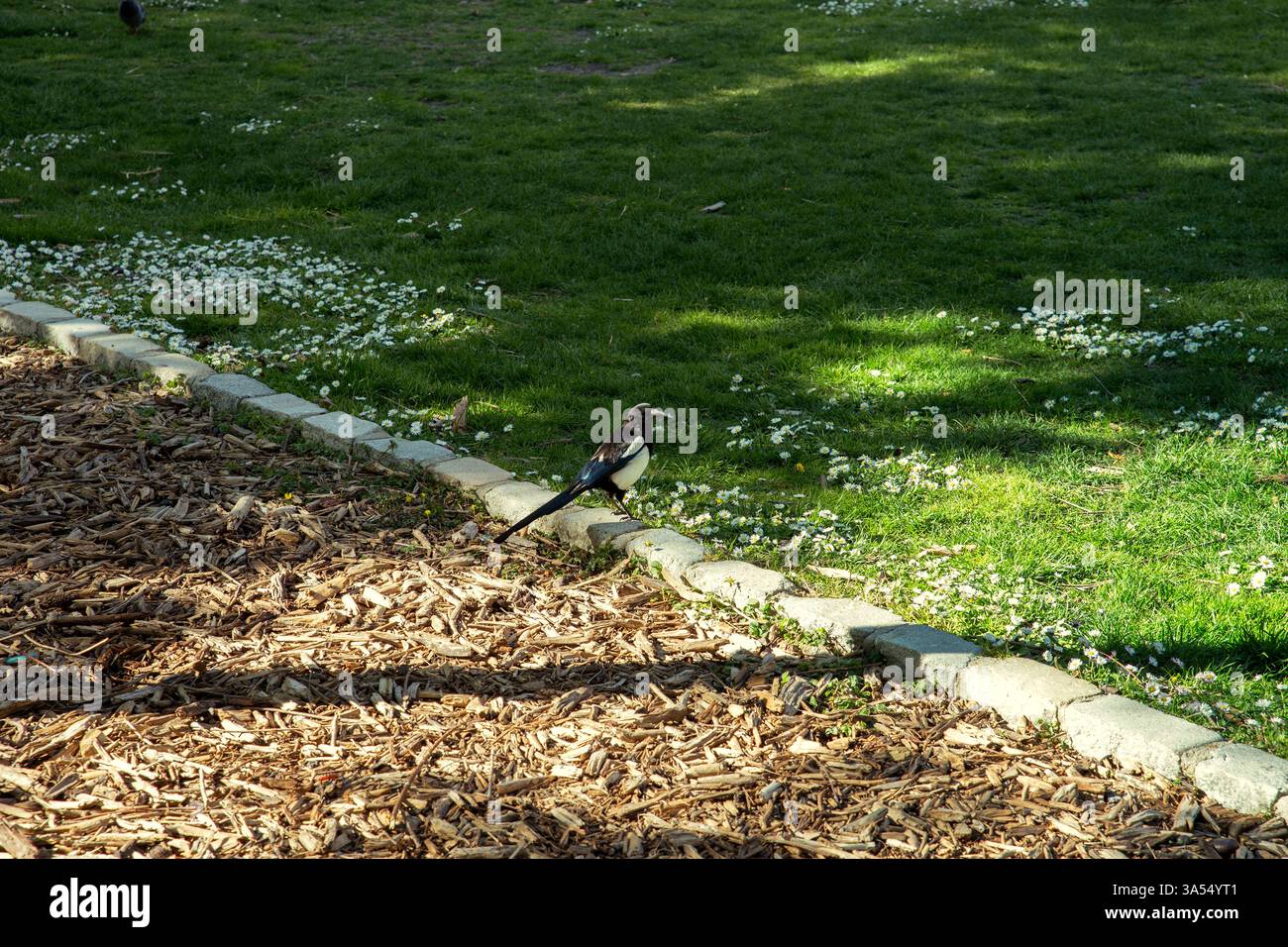 Eine schwarz-weiße Elster mit blauem Glanz auf den Flügeln thront am Rande eines grünen Rasens, der mit kleinen weißen Blüten und einem Holzspäne bedeckt ist Stockfoto