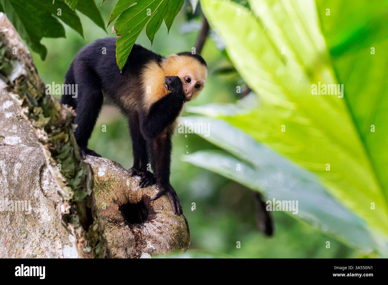 Weißgesichtiger Kapuzineraffe (Cebus capucinus) trinkt Wasser aus einem Loch in einem Baum im Regenwald, Costa Rica. Stockfoto