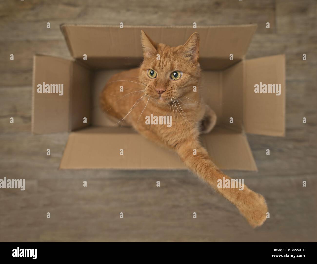 Verspielte Ingwerkatze, die in einem Karton auf einem Holzboden sitzt. Direkt oben gesehen. Stockfoto