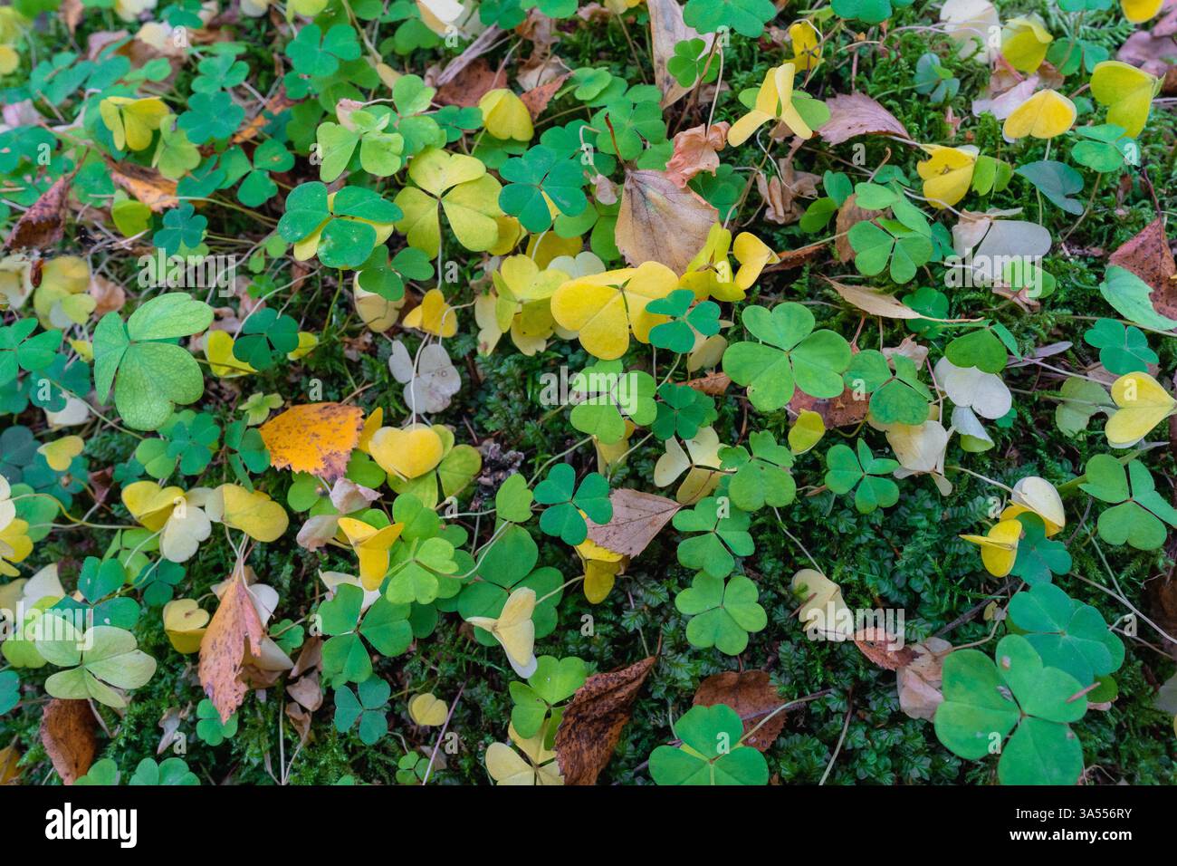 Oxalis acetosella im Herbst. Stockfoto