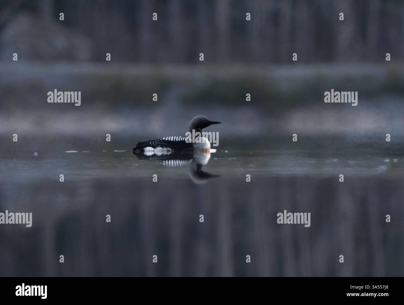 Schwarzkehlentaucher, Nordkehlentaucher oder Schwarzkehlentaucher (Gavia arctica) schwimmen am Frühlingsmorgen in einem nebeligen See. Stockfoto