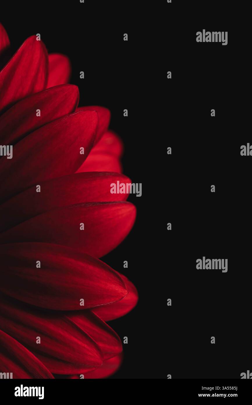 Helle rote Blütenblätter â€“ vertikale Komposition Stockfoto