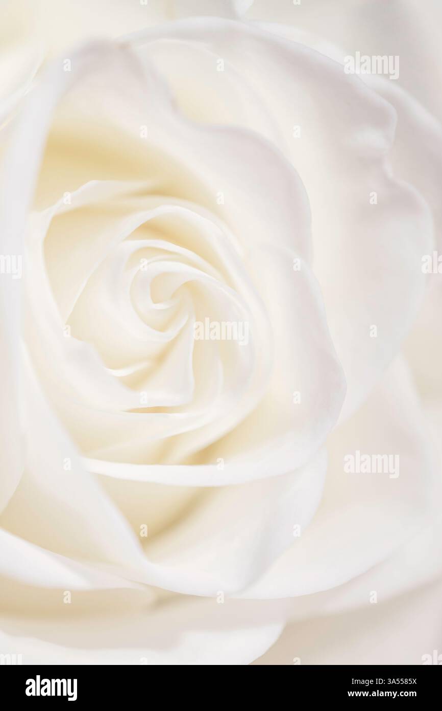 Creme Rose â€“ sanfte Blütenspirale Stockfoto