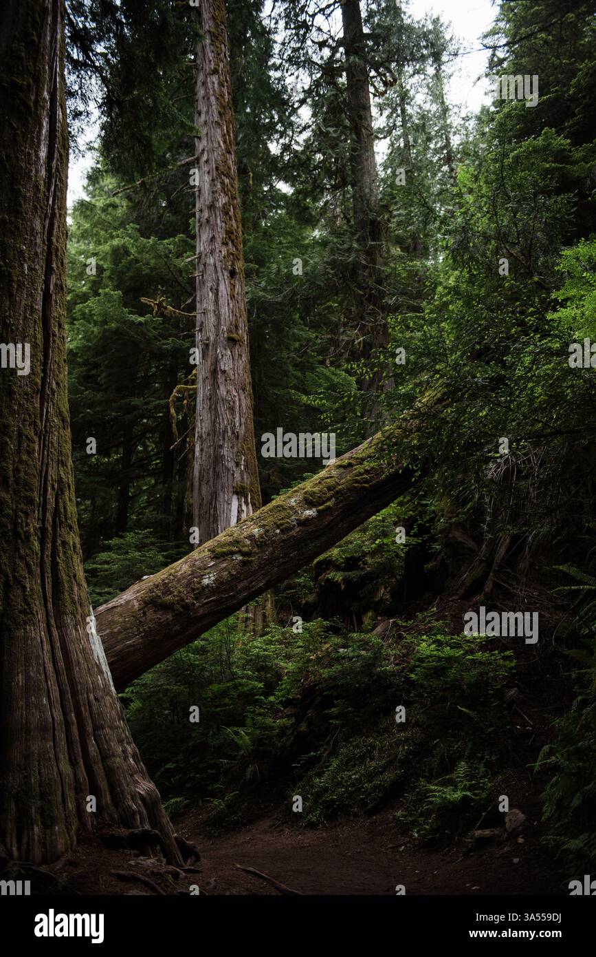 Ein gefallener Baum im üppigen grünen Unterholz des Mount Rainier Stockfoto