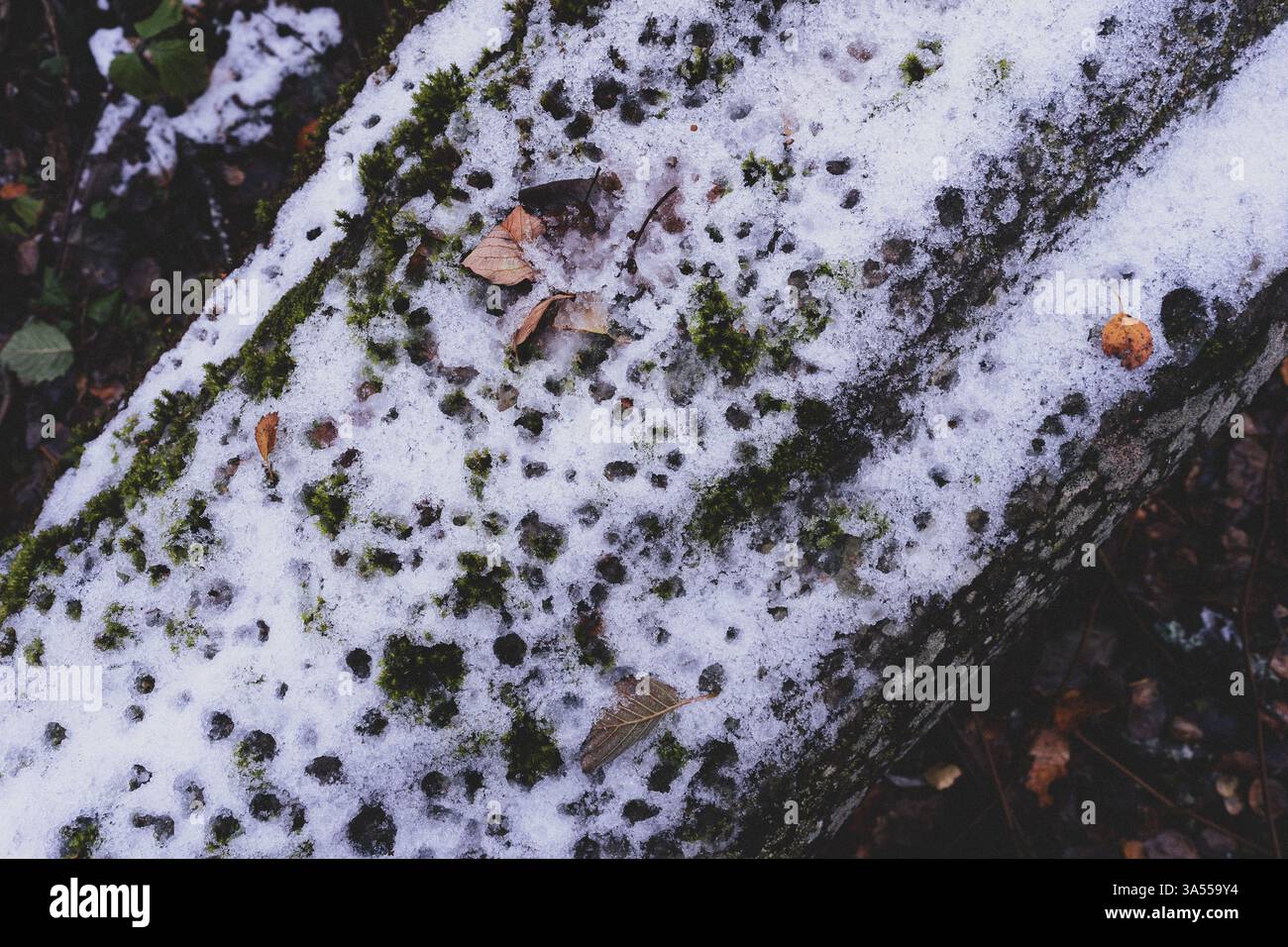 Gefallener Stamm der Grauerle im Wald Stockfoto