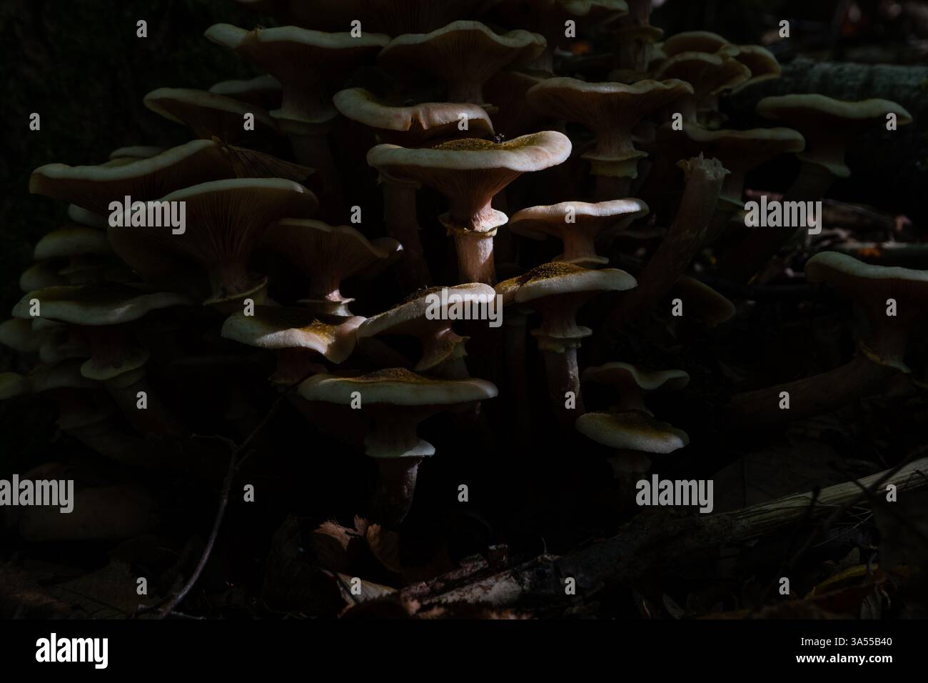 Eine Gruppe von Pilzen im Schatten des Waldes, nur einige von ihnen bekommen Tageslicht. Stockfoto