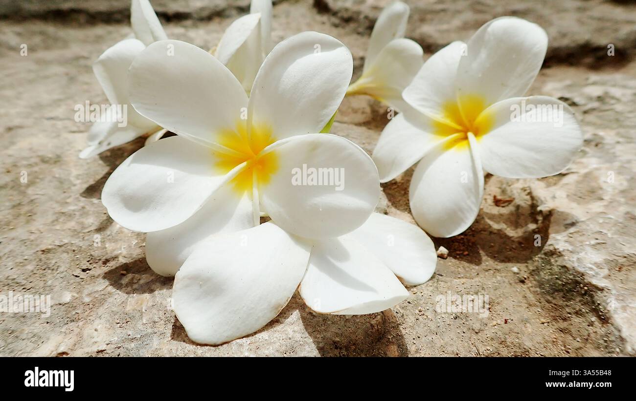 Plumerias in der Sonne in Mexiko Stockfoto