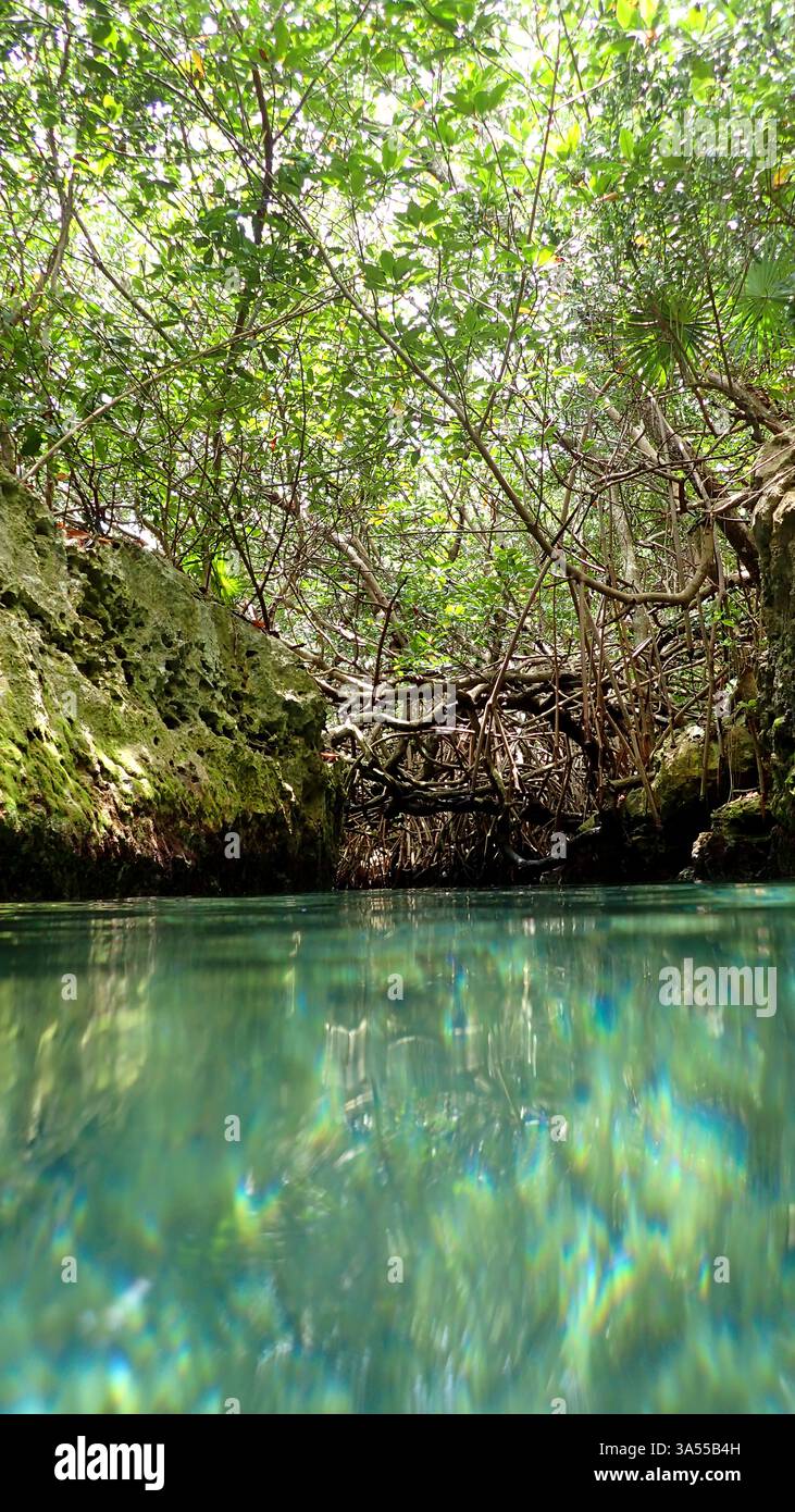 Manglares y Agua en Mexico Stockfoto
