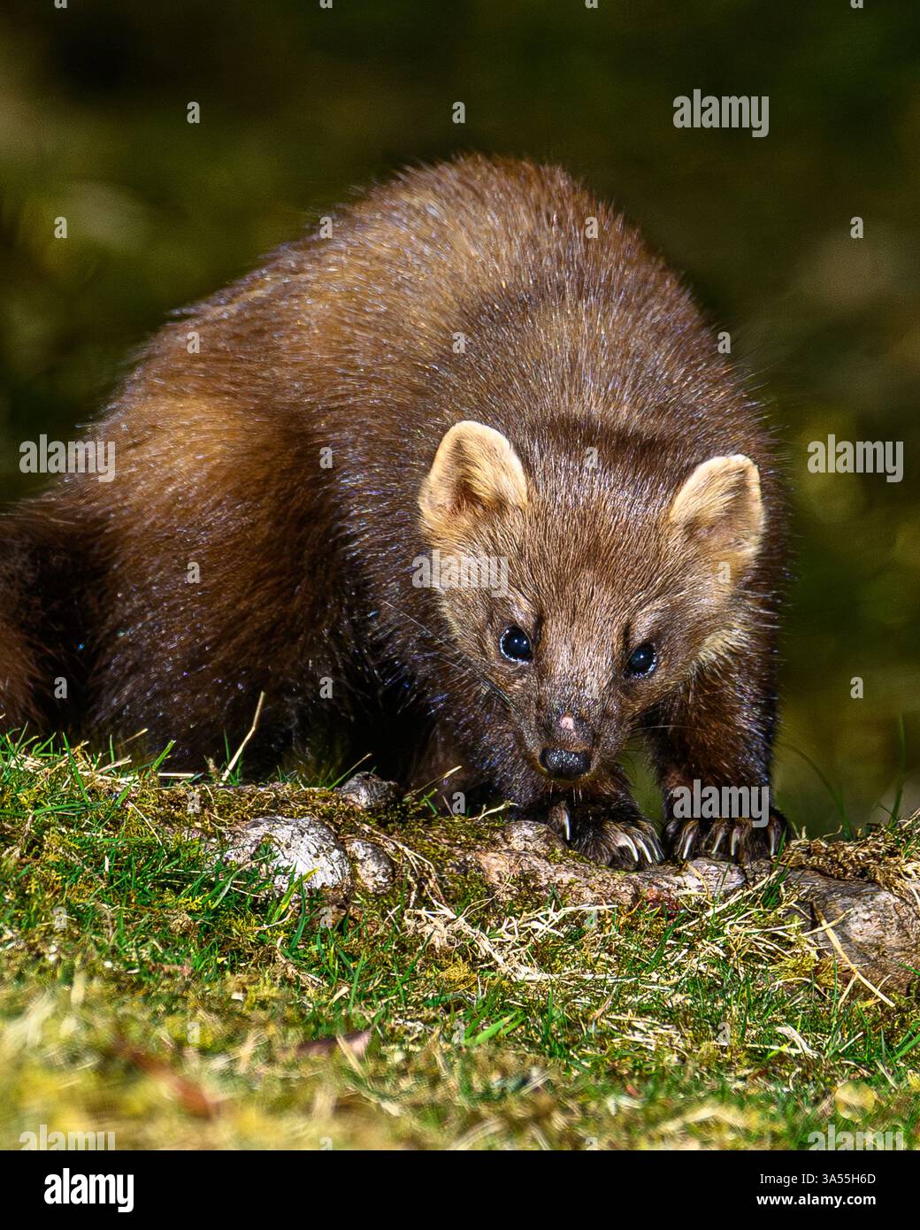 Seltene Pine Martin in Großbritannien Stockfoto