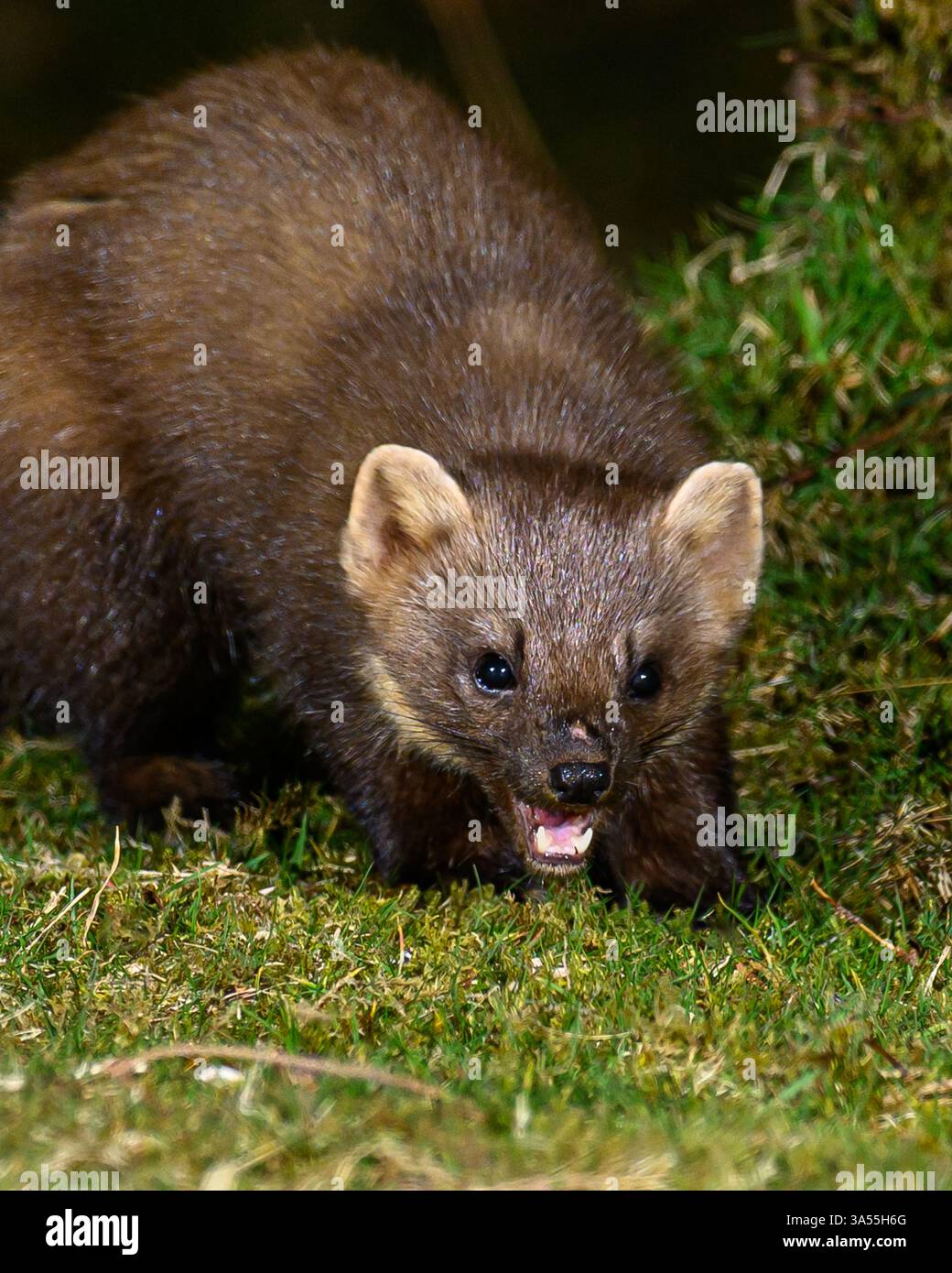 Seltene Pine Martin in Großbritannien Stockfoto