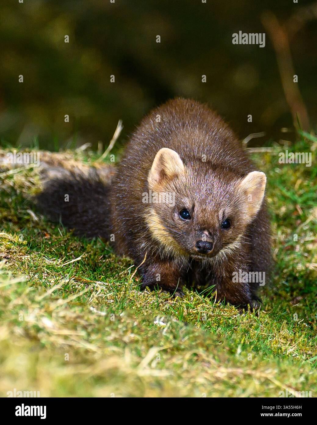 Seltene Pine Martin in Großbritannien Stockfoto