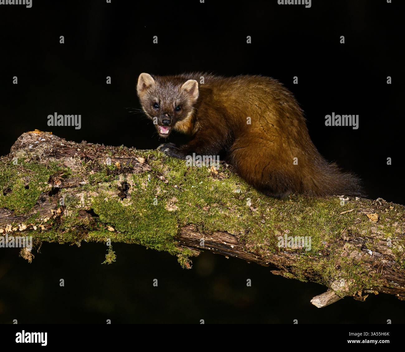 Seltene Pine Martin in Großbritannien Stockfoto