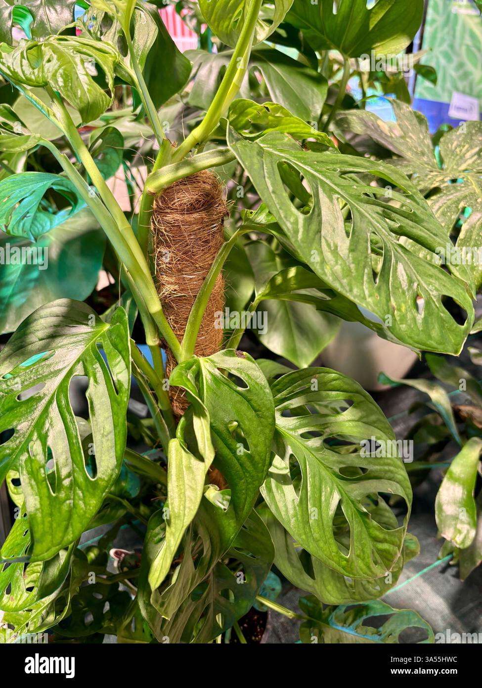 paradiesvogelblumen Paradiesvogelblume Strelitzie - Strelitzia reginae humilis