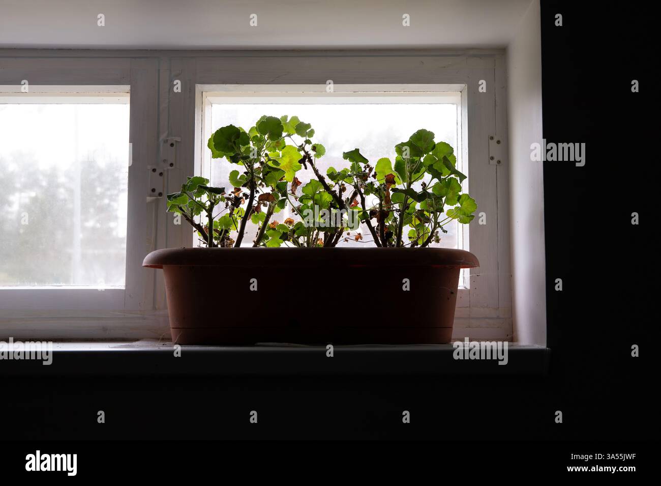 künstliche geranien uv beständig 6 Stück Künstliche Geranien UV-beständige Kunstblumen für Außenbereich –  kunstblumenshop main image 0