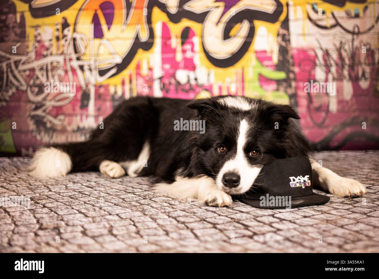 Border Collie Stockfoto