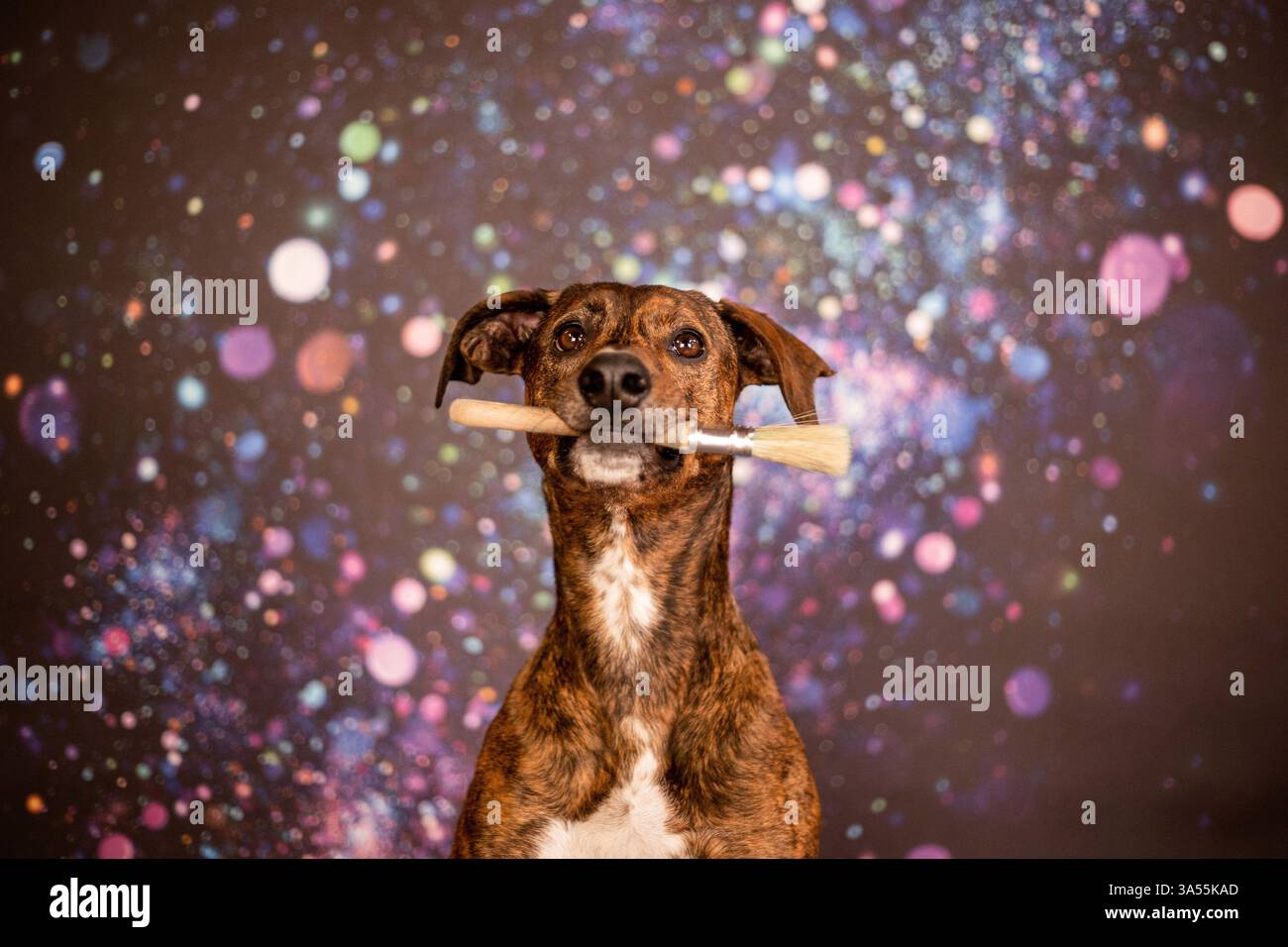 Podenco-Mongrel Stockfoto