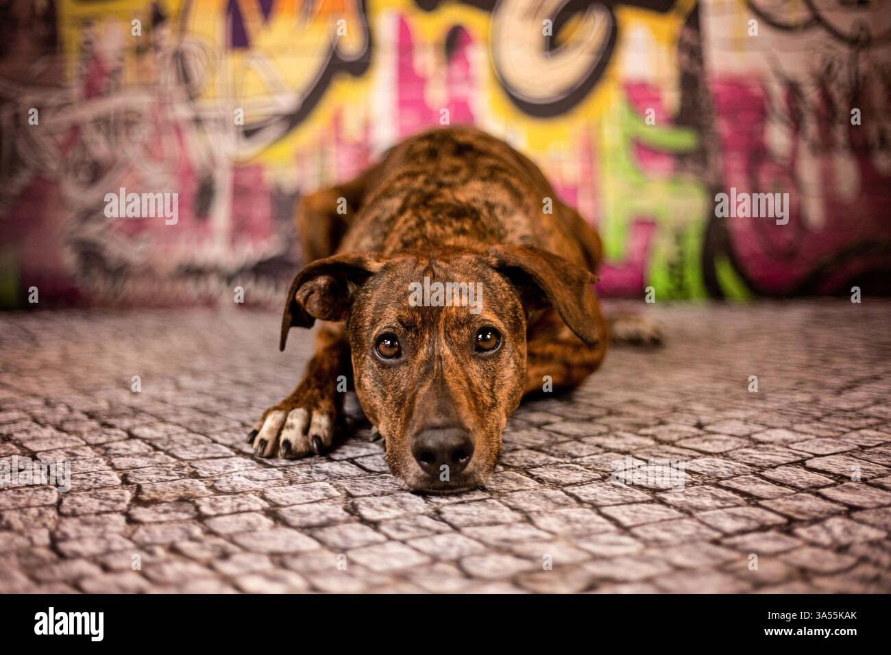 Podenco-Mongrel Stockfoto