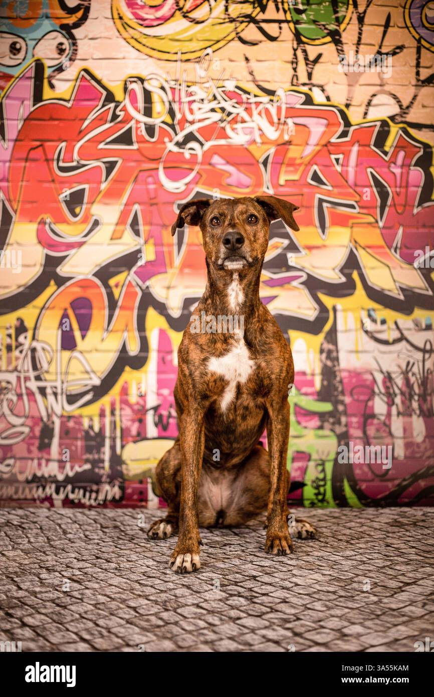 Podenco-Mongrel Stockfoto