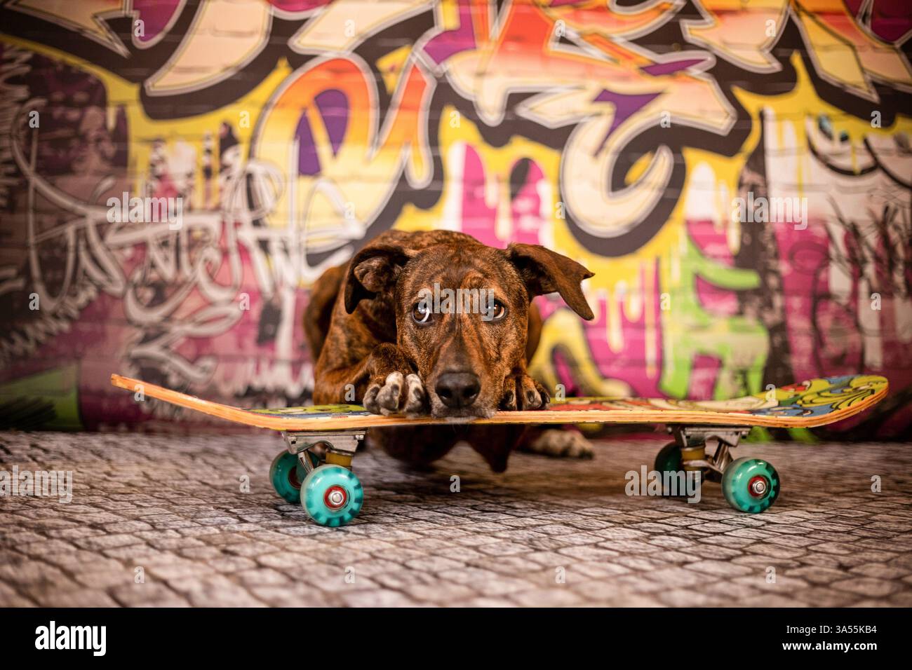Podenco-Mongrel Stockfoto