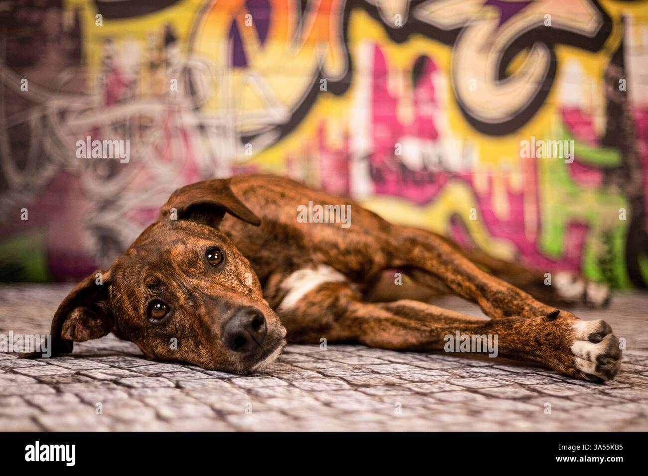 Podenco-Mongrel Stockfoto