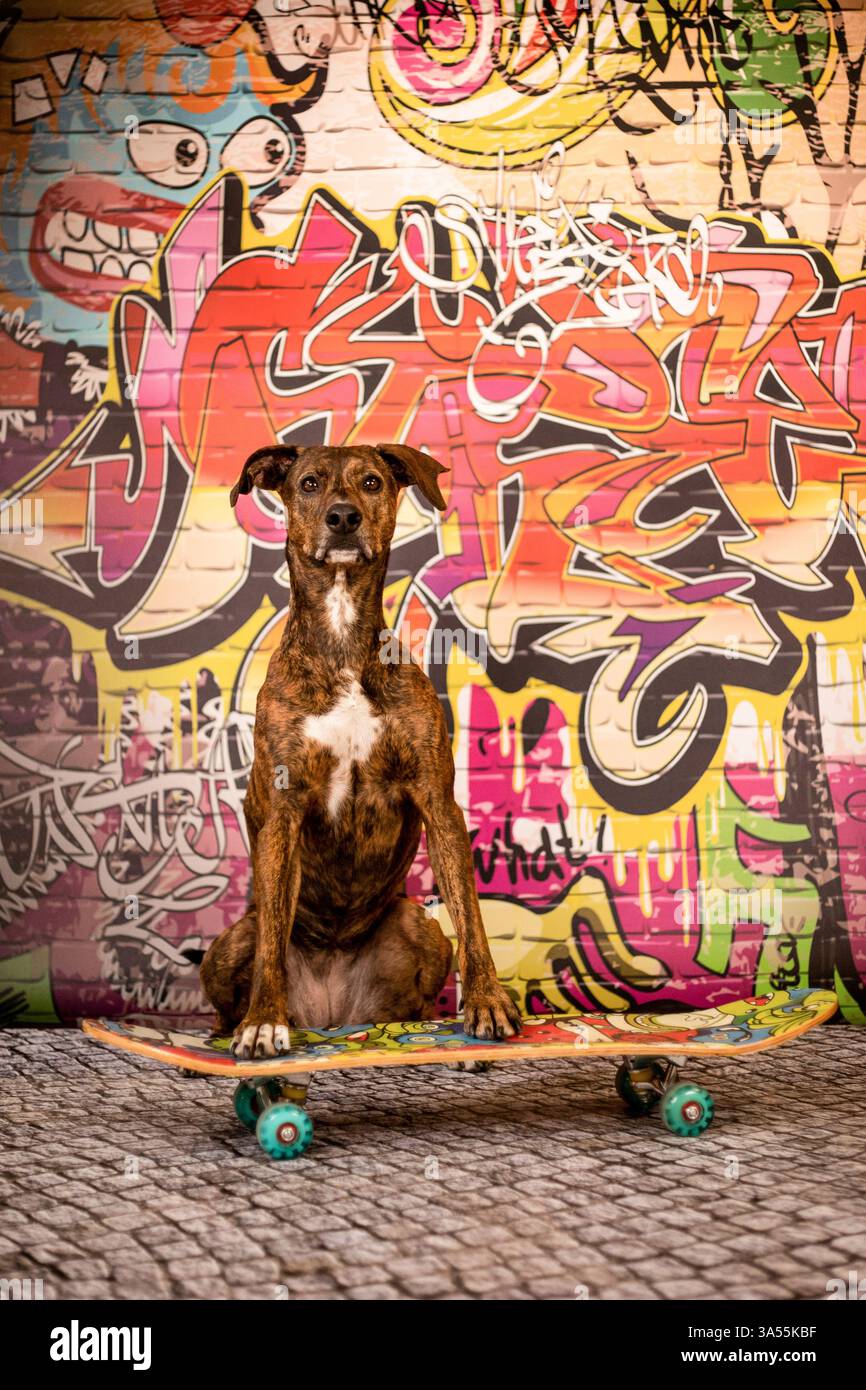 Podenco-Mongrel Stockfoto