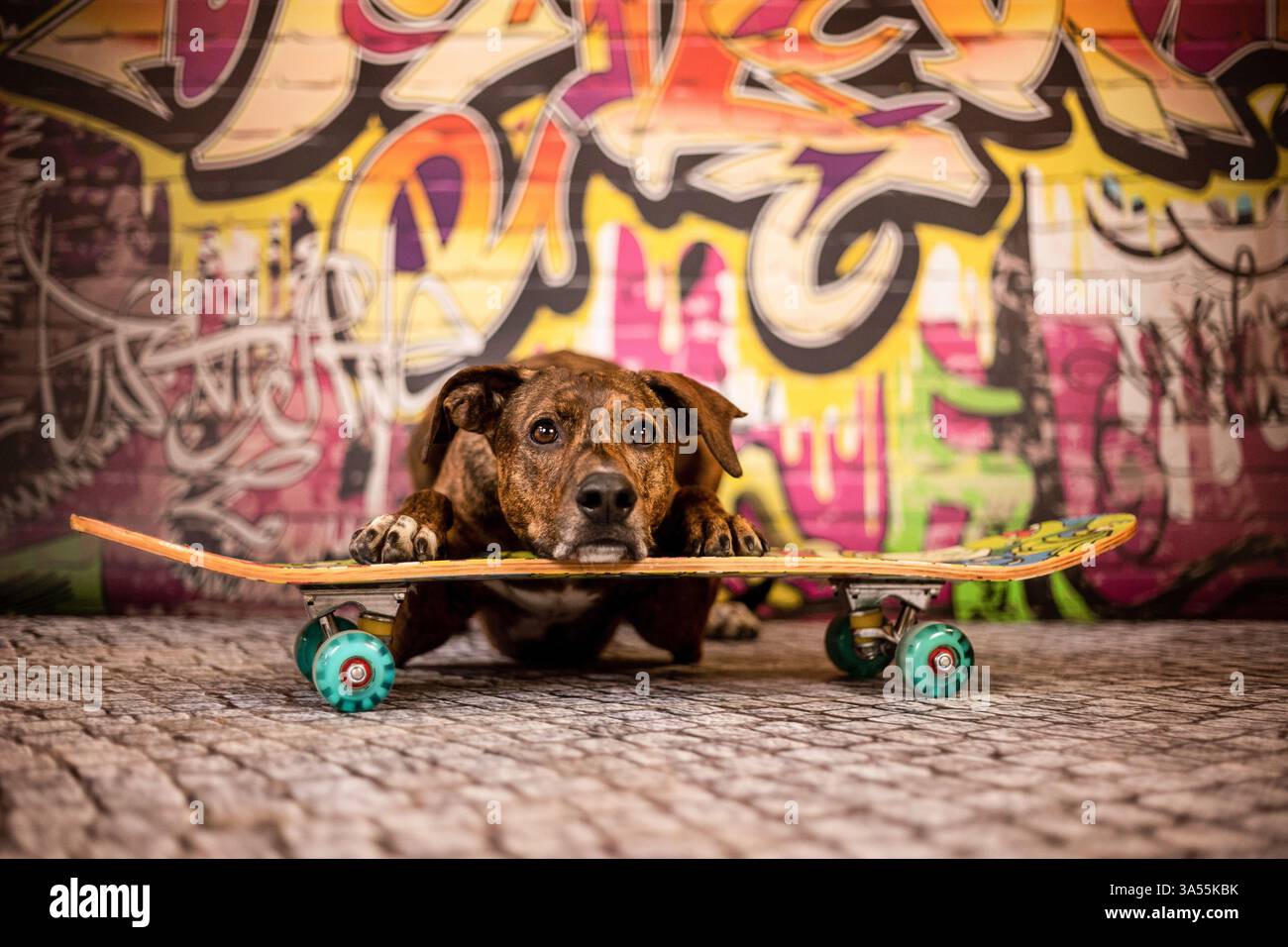 Podenco-Mongrel Stockfoto