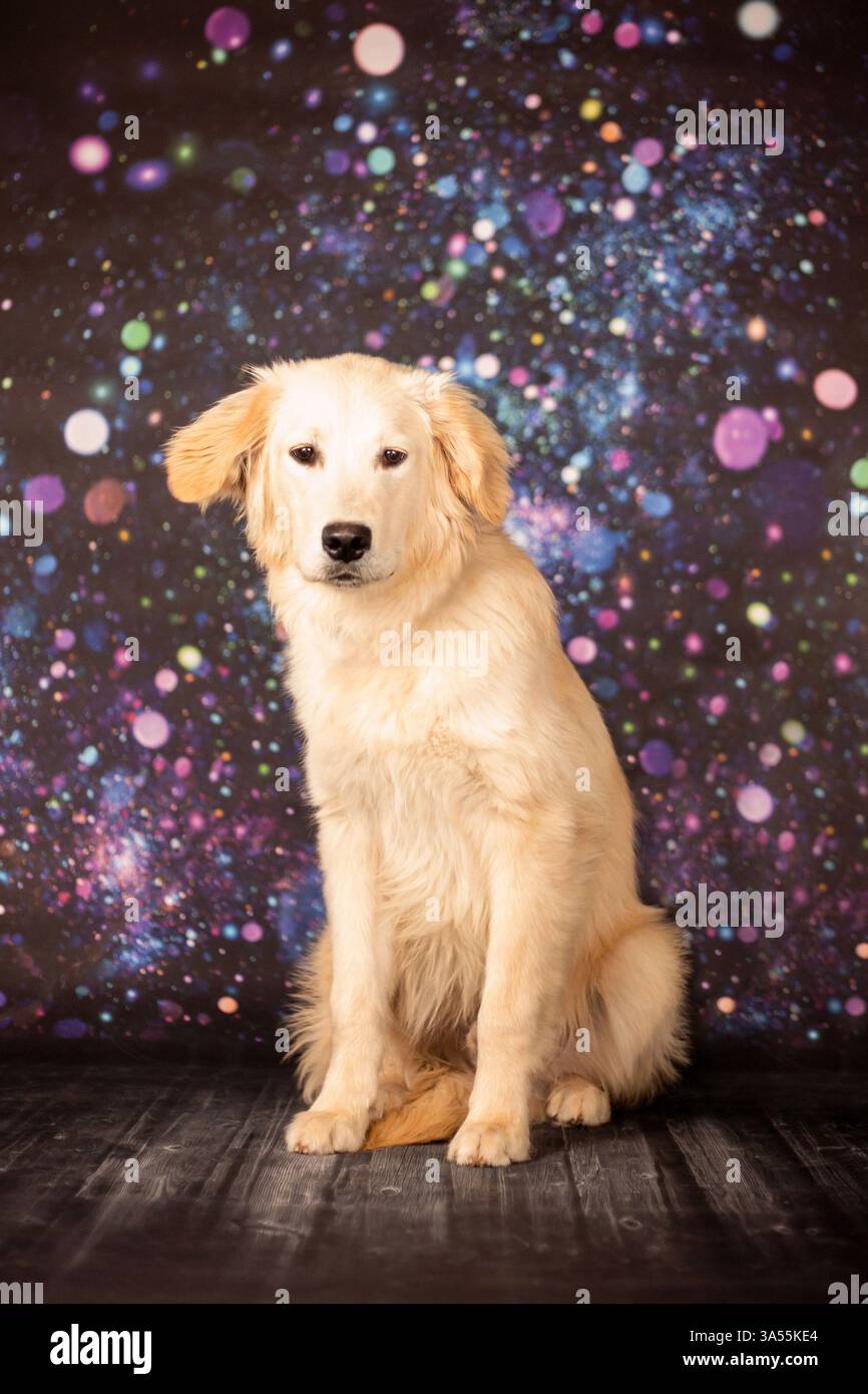 Golden Retriever Stockfoto
