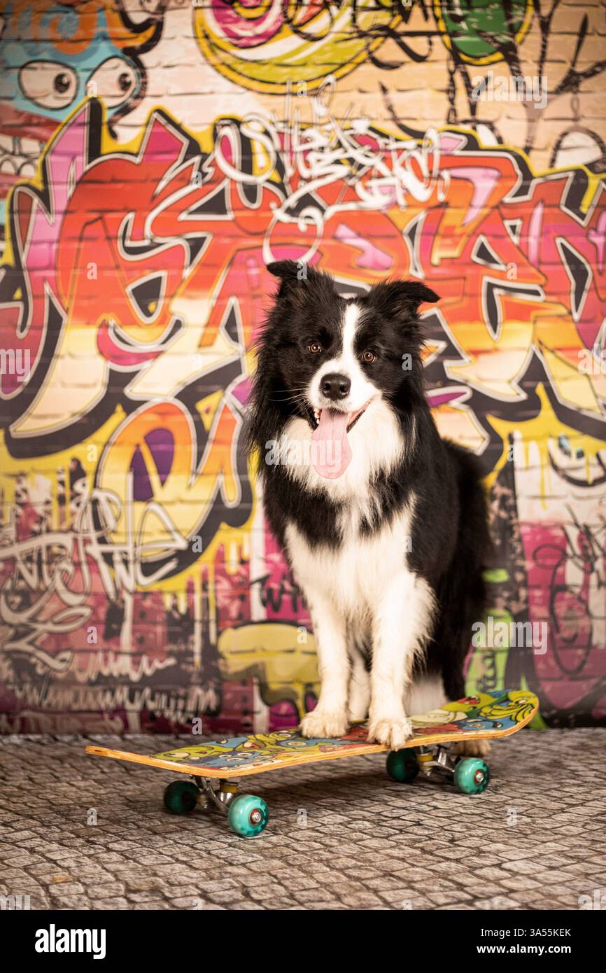Border Collie Stockfoto