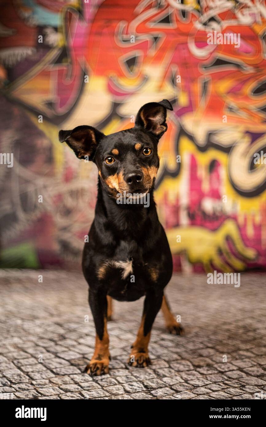 Pinscher-Mongrel Stockfoto