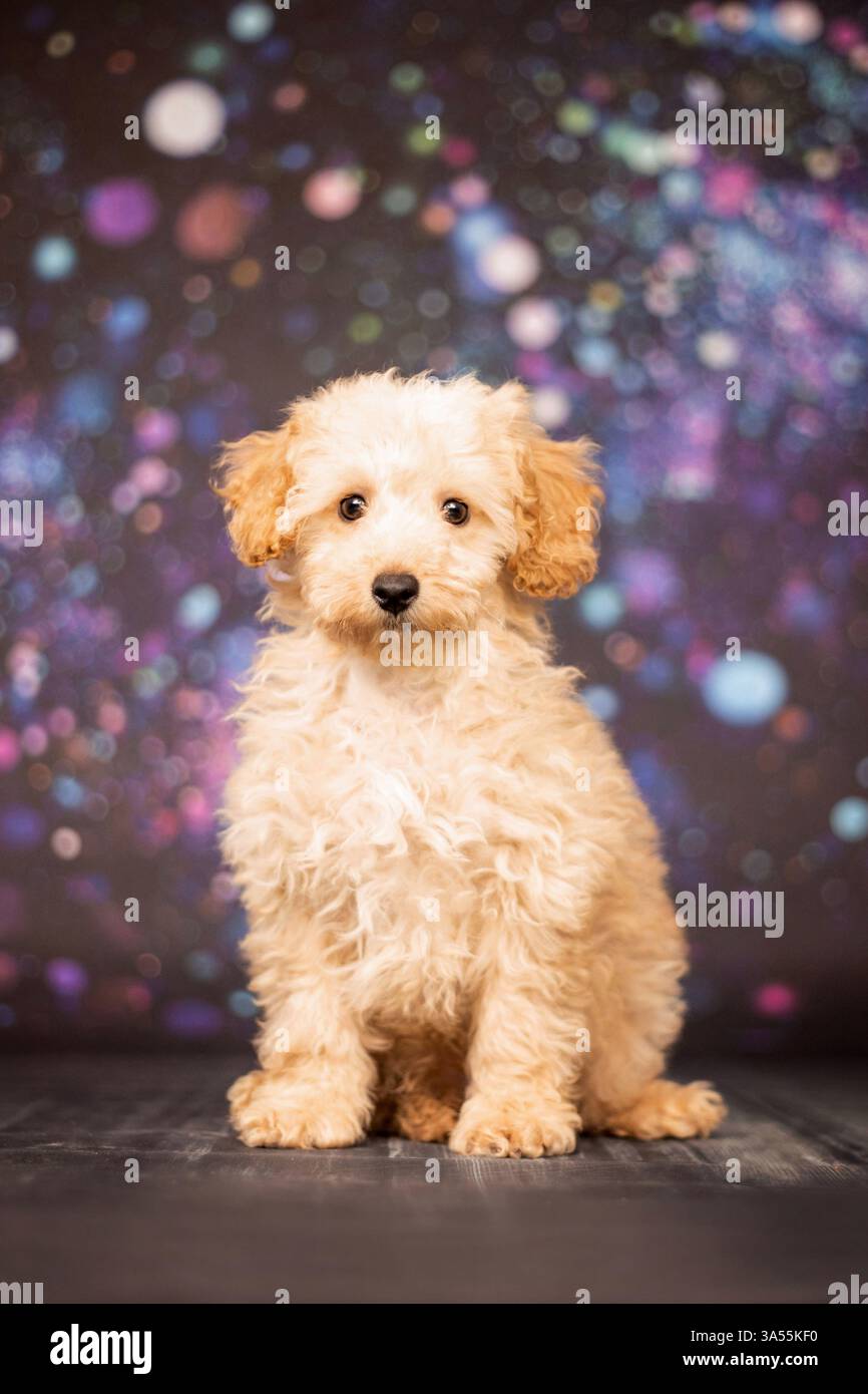 Pudel Stockfoto