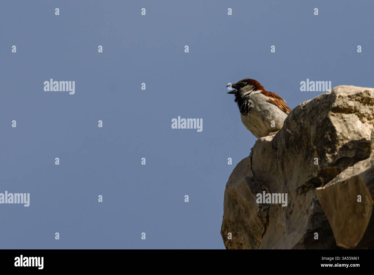 Ein männlicher spanischer Spatzen (Passer hispaniolensis) sitzt auf einem zerklüfteten Felsen und singt vor einem klaren blauen Himmel. Stockfoto