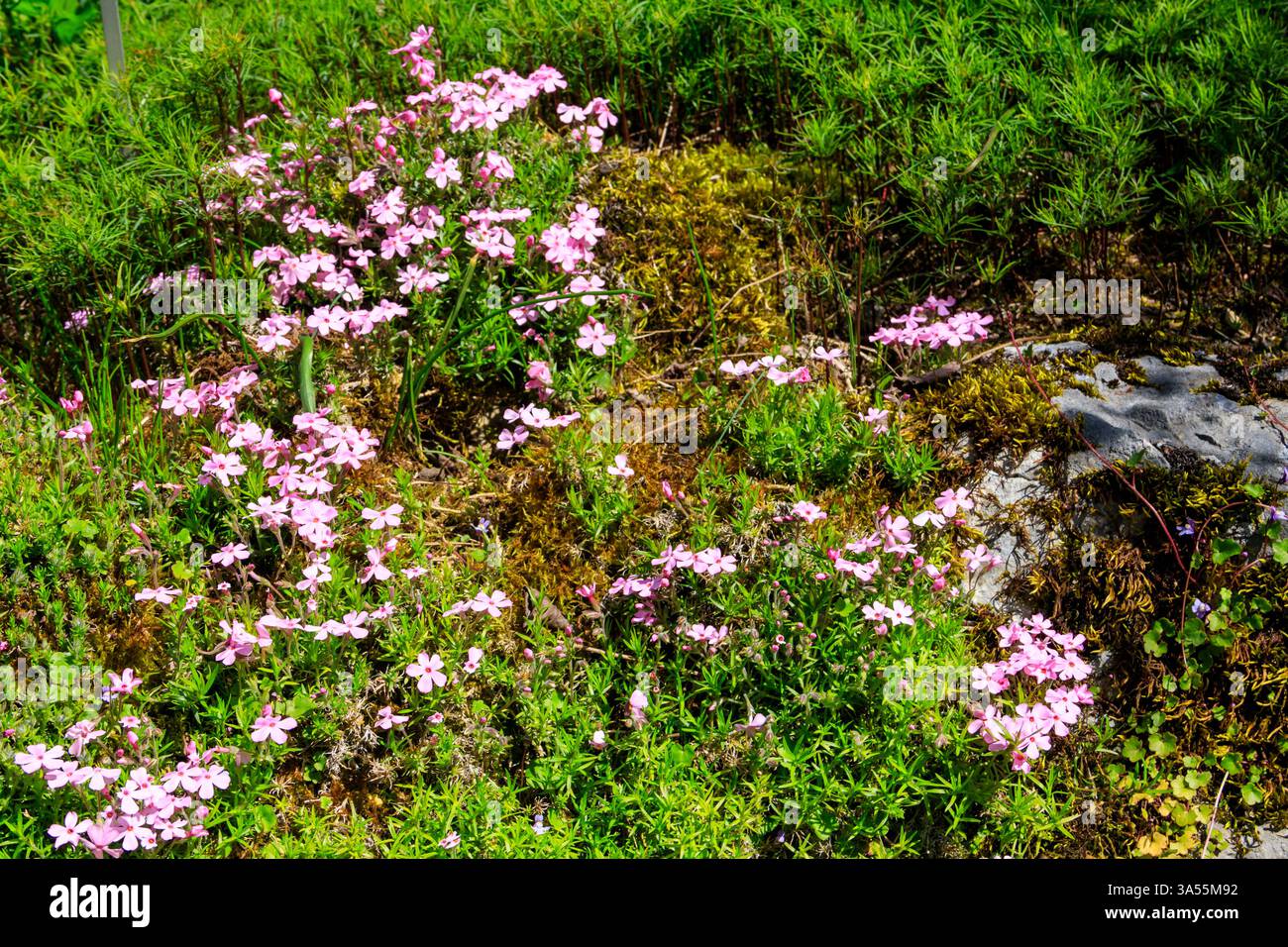 Getuftete Phlox oder Columbia Phlox (Phlox douglasii) im Garten Stockfoto
