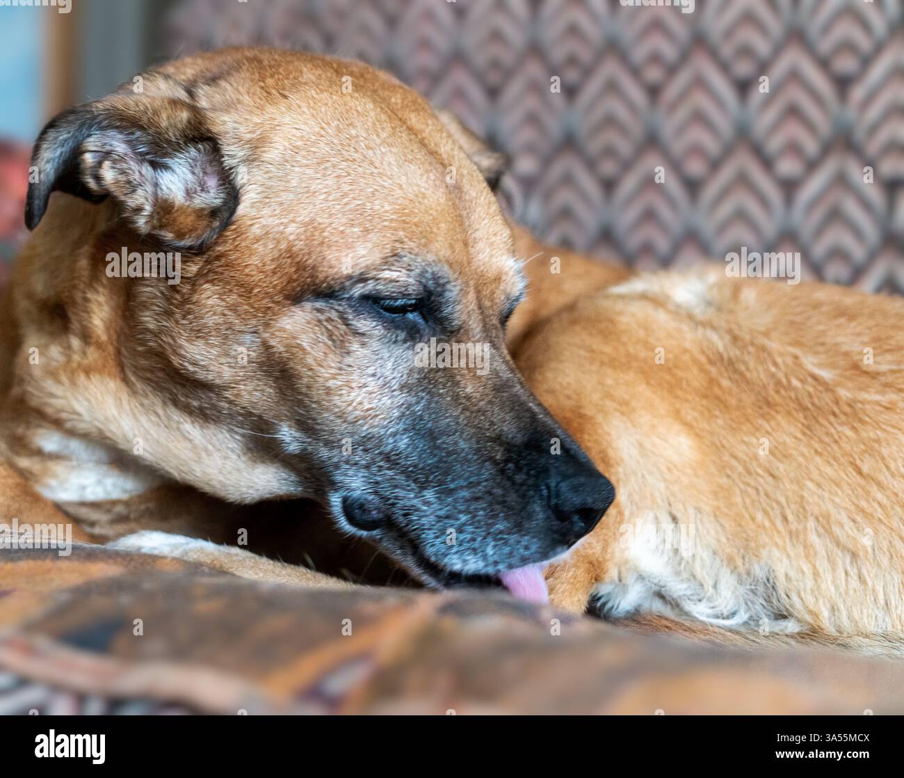 Brauner Ingwer Senior Mischlingshund liegt bequem auf gemusterter Couch, leckt sein Fell in ruhiger und entspannter Weise, ein heiterer Ausdruck unterstreicht tra Stockfoto