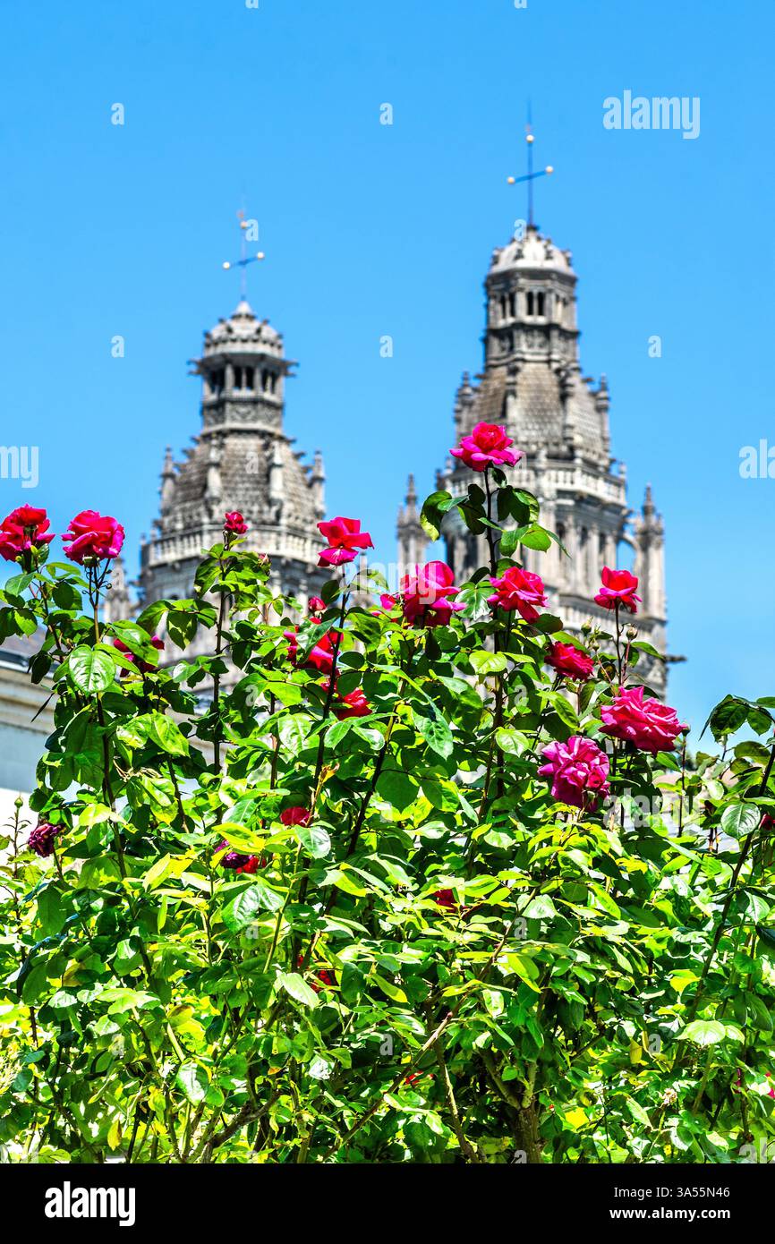 Blühender Rosenstrauch mit den beiden Türmen der Kathedrale Tours im Hintergrund - Tours, Indre-et-Loire (37), Frankreich. Stockfoto